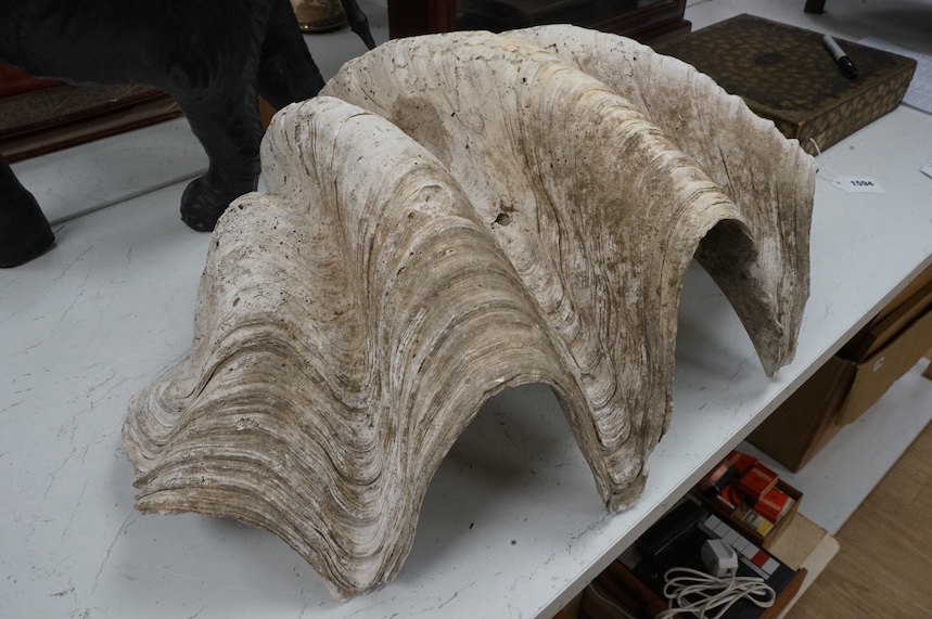 A giant clam shell (approx. 2ft 6ins across) Condition - fair with general wear